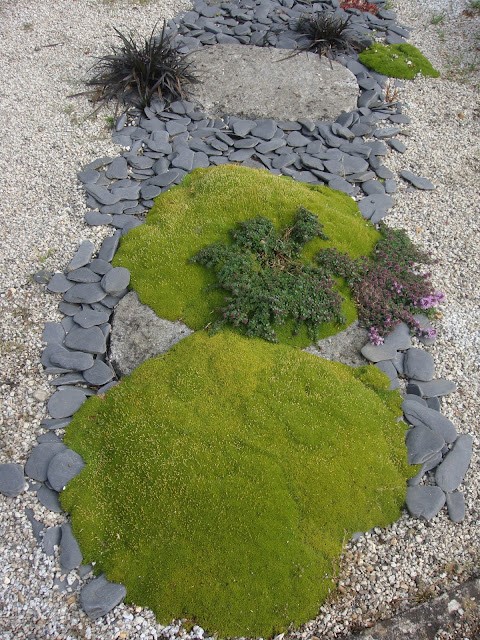 Moss growing on path in Japanese garden