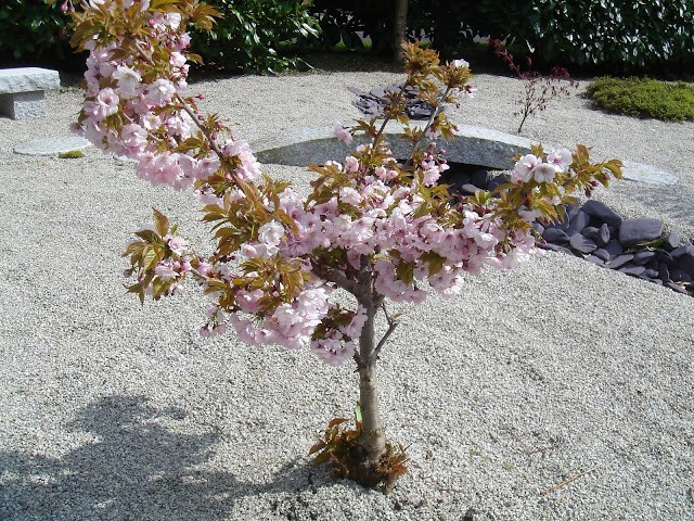 sakura in bloom