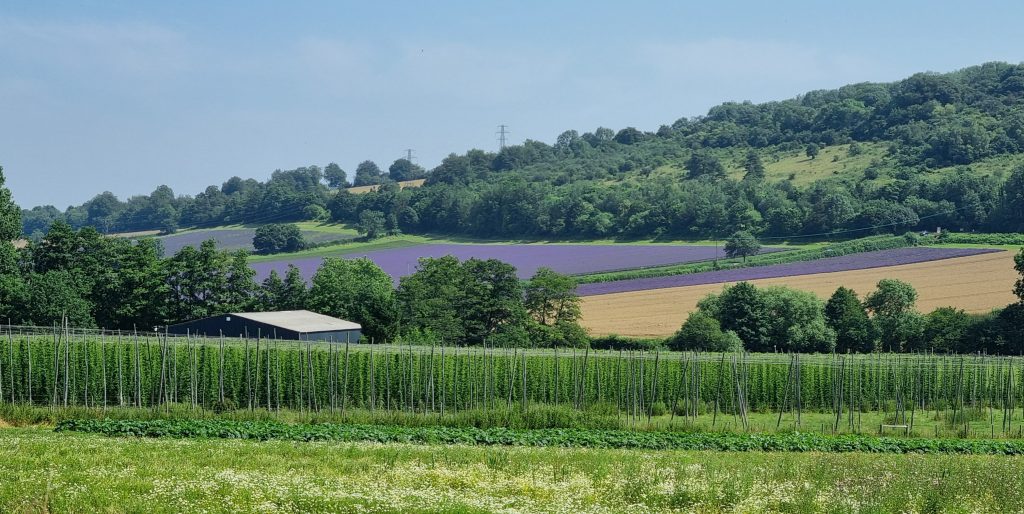 Lavender fields and hop bines