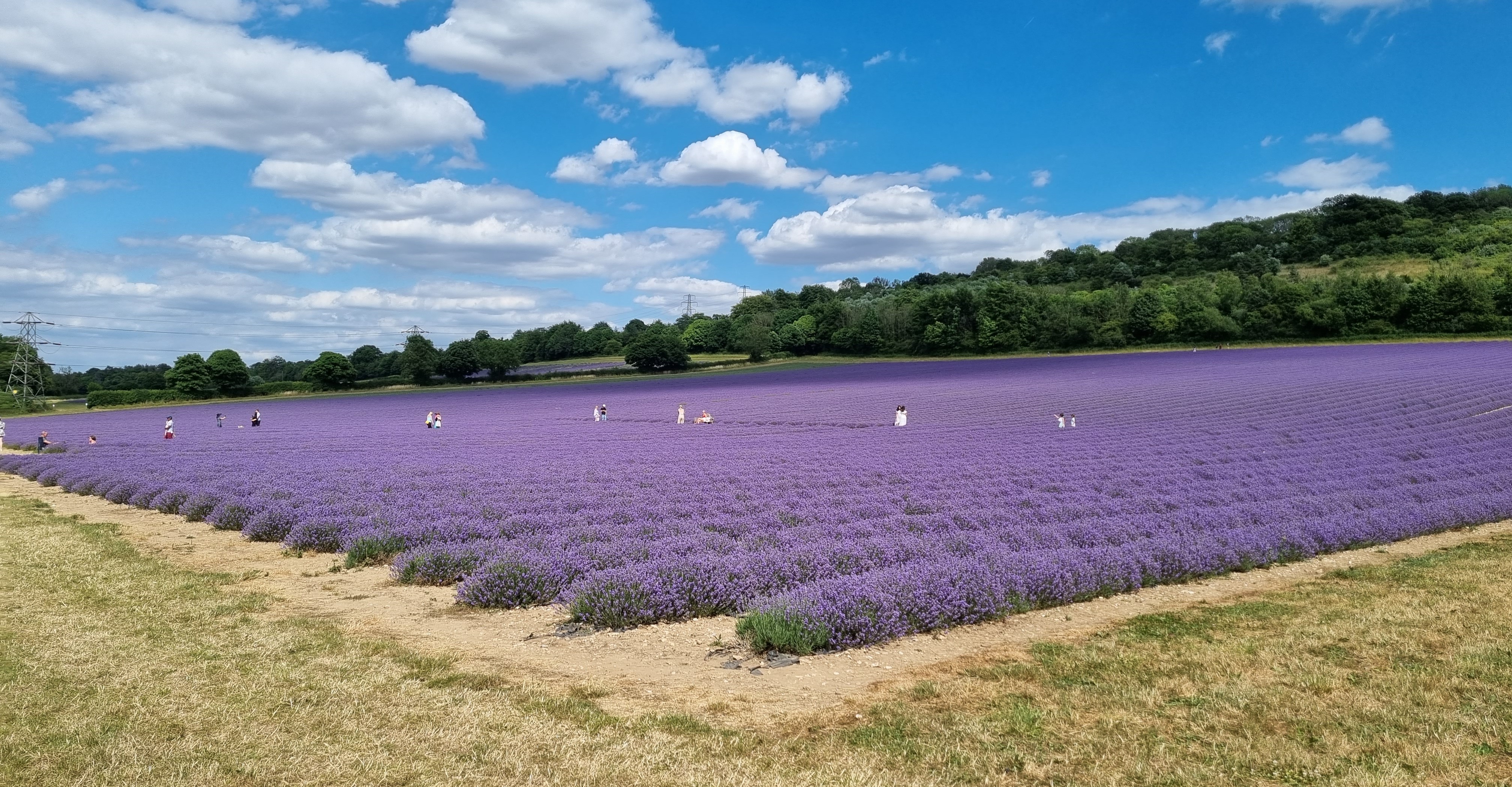 Kent Lavender in full bloom