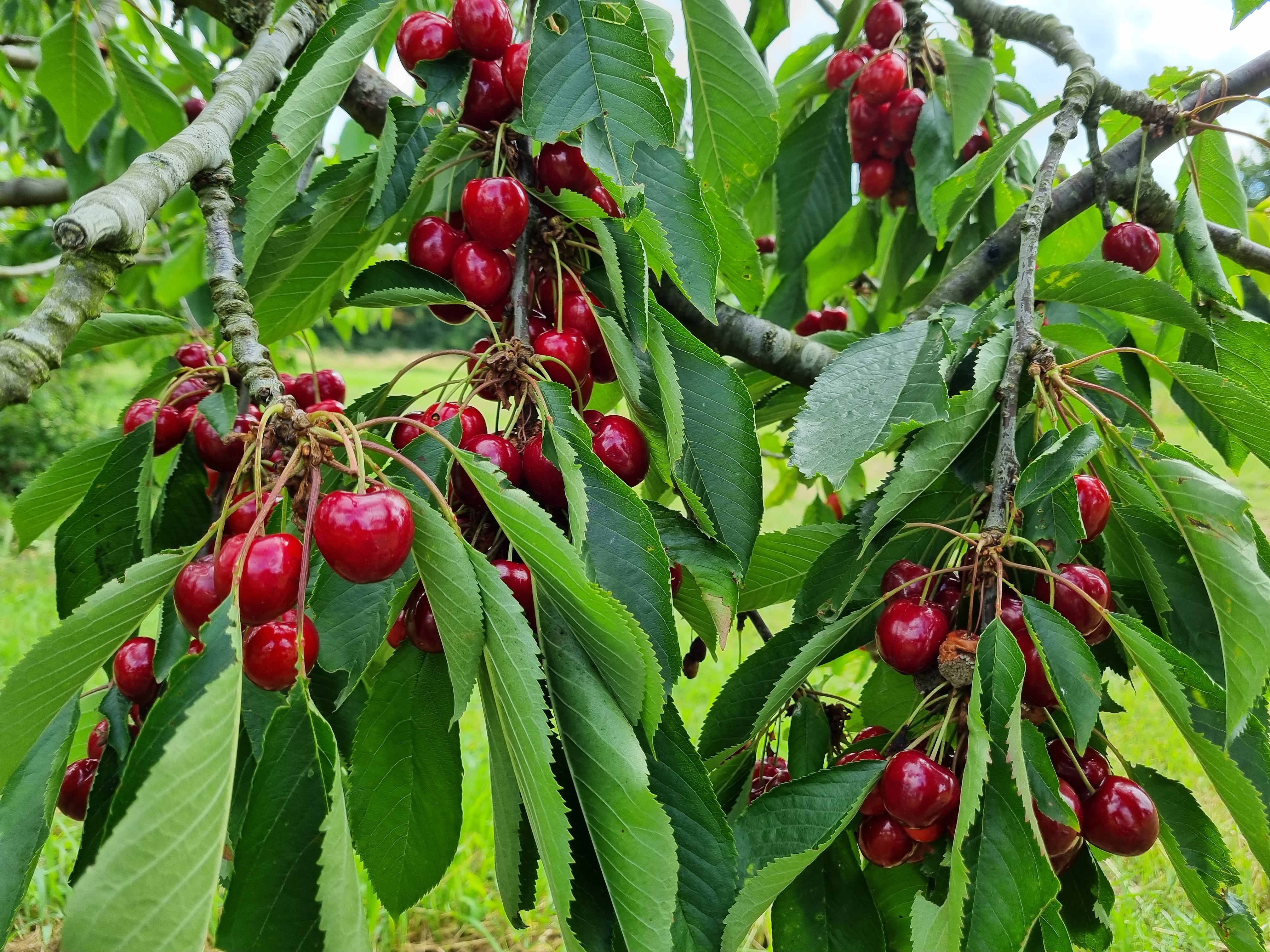 Mouthwatering cherries